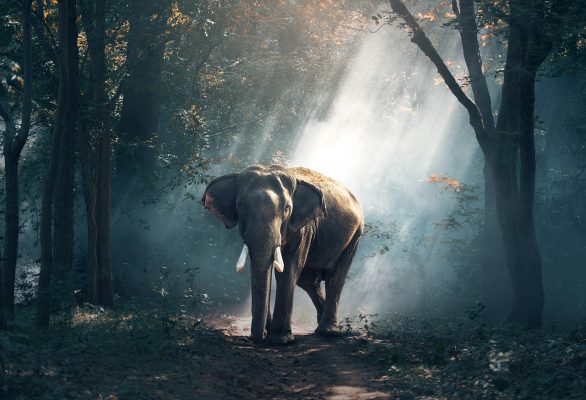 Article : Côte d’ivoire, l’extinction de la biodiversité en marche à grand pas